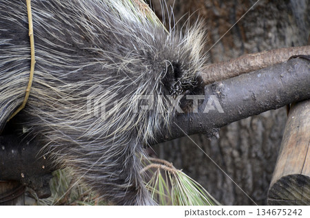 porcupine porcupine 134675242