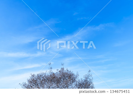 Winter sky, clouds and trees 134675451