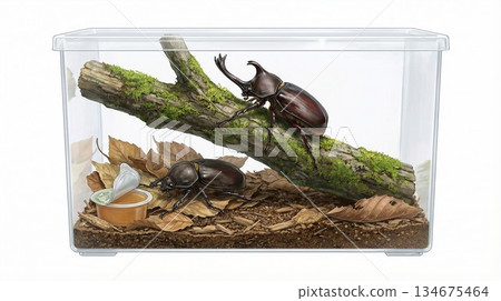 Rearing of beetles Rearing of beetles 134675464