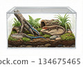 Raising Japanese grass lizards 134675465