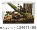 Raising stag beetles 134675468