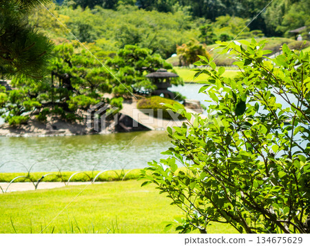 岡山的夏天：後樂園的清爽景色：澤之池與中之島 134675629
