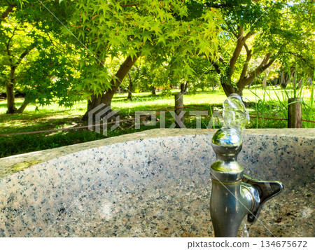 岡山的夏天：後樂園花園的清涼景色，樹蔭下的飲水噴泉 134675672