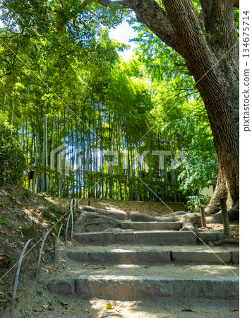 岡山的夏天:後樂園花園的清爽景色,通往竹林的石階 岡山的夏天:後樂園花園的清爽景色,通往竹林的石階 134675714