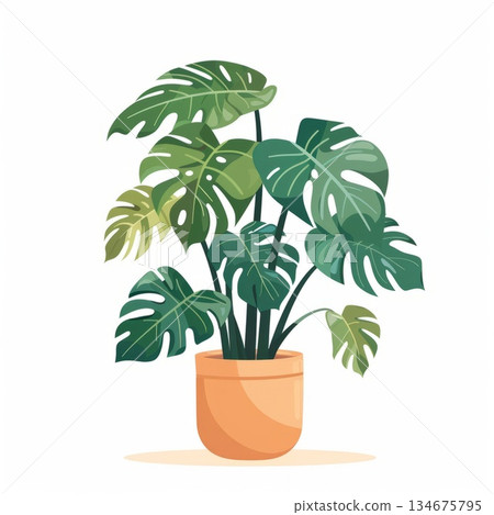 Monstera plant with large perforated green leaves in a clay pot, flat graphic style on white background, concept of home greenery and decor 134675795