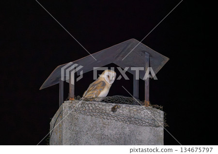 Nocturnal Barn Owl Perched on a Chimney Structure Nocturnal Barn Owl Perched on a Chimney Structure 134675797