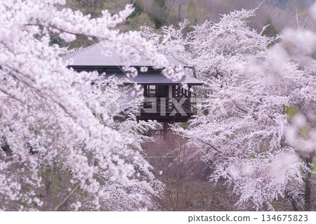 Sakura and Asa Sakura and Asa 134675823