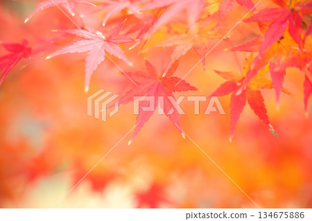 The vibrant autumn leaves shining through the soft light and the beautiful colors create a fantastic bokeh effect. 134675886