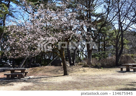 Walking path, early-blooming cherry blossoms, and rest area near the Japanese garden in Hiratsuka City General Park, Kanagawa Prefecture Walking path, early-blooming cherry blossoms, and rest area near the Japanese garden in Hiratsuka City General Park, Kanagawa Prefecture 134675945
