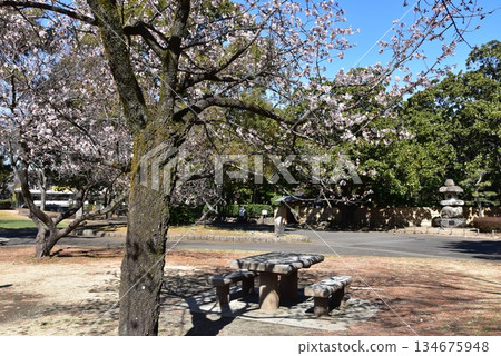 神奈川縣平塚市綜合公園日式庭園附近的步道、早春櫻花及休息區 神奈川縣平塚市綜合公園日式庭園附近的步道、早春櫻花及休息區 134675948