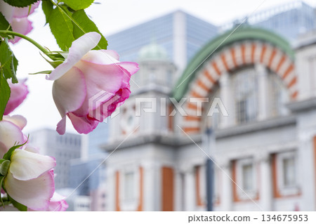 A gorgeous contrast between urban retro architecture and pink roses 134675953