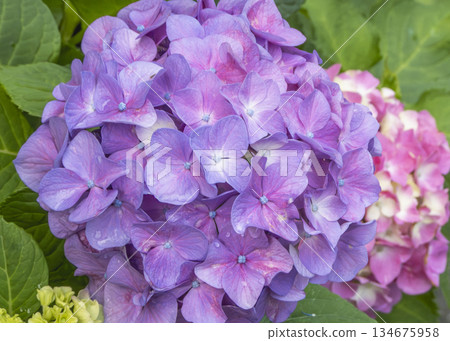 Vibrant purple and pink hydrangeas, macro during the rainy season 134675958
