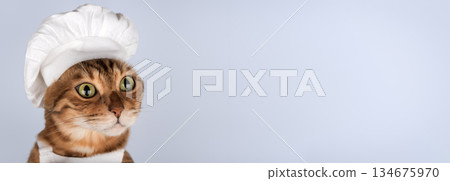 Bengal cat wearing a chefs hat on a light purple background 134675970