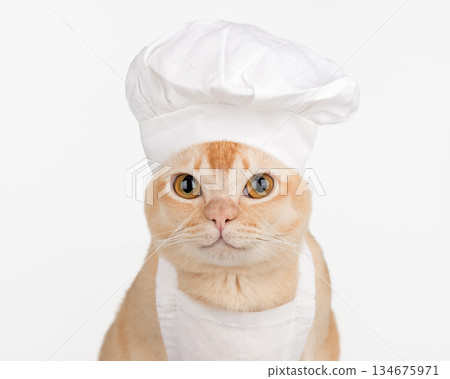 Cute burmese cat in chef hat on a white background Cute burmese cat in chef hat on a white background 134675971