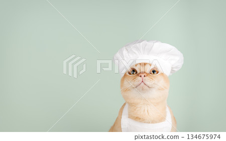 Burmese chef cat on a green background Burmese chef cat on a green background 134675974