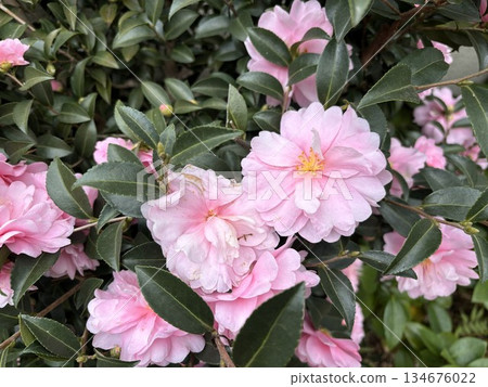 A close-up of a pale pink double-flowered camellia flower with beautiful overlapping petals 134676022
