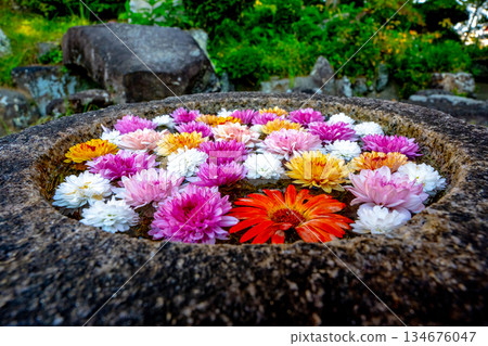 Wagokoro 待客之花 chozubachi 134676047