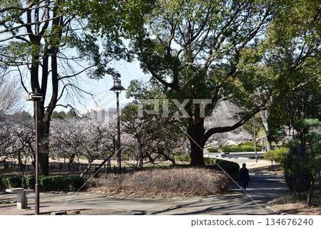 Walking paths and plum groves at Hiratsuka City General Park, Kanagawa Prefecture Walking paths and plum groves at Hiratsuka City General Park, Kanagawa Prefecture 134676240