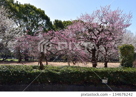 神奈川縣平塚市綜合公園梅林盛開 神奈川縣平塚市綜合公園梅林盛開 134676242