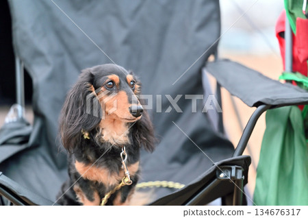 和心愛的狗狗臘腸犬一起露營 和心愛的狗狗臘腸犬一起露營 134676317