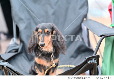 和心愛的狗狗臘腸犬一起露營 和心愛的狗狗臘腸犬一起露營 134676318