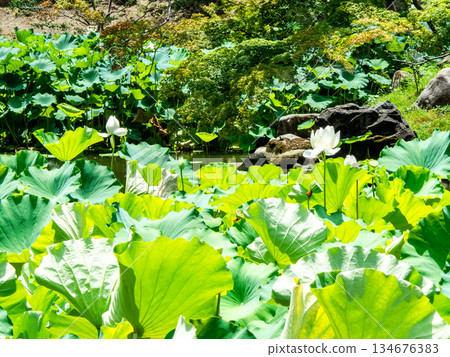 Summer in Okayama, refreshing scenery of Korakuen Garden, lotus flowers in the pond Summer in Okayama, refreshing scenery of Korakuen Garden, lotus flowers in the pond 134676383