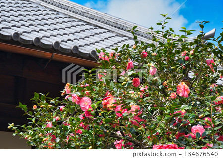 Kyoto Jizoin Temple (Camellia Temple) Five-colored double-petaled camellia (Kita Ward, Kyoto City, Kyoto Prefecture) 134676540