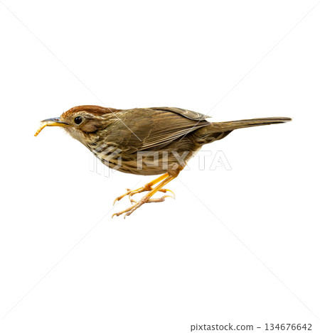 Puff-throated Babbler captured mid step with an insect in its bill, showing earthy brown plumage and alert posture on a clean white background Puff-throated Babbler captured mid step with an insect in its bill, showing earthy brown plumage and alert posture on a clean white background 134676642