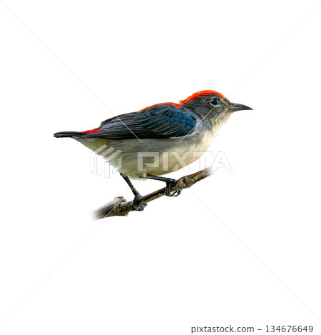 Scarlet-backed Flowerpecker perched on a slender branch, showing striking red crown and deep blue-black wings against a clean white background 134676649
