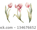 Pink Tulip Spring Bulb Flowers Set. Watercolor hand drawn floral illustration isolated on white background Easter Woman's day design textile fresh fabric print card cosmetic package porcelain crockery 134676652