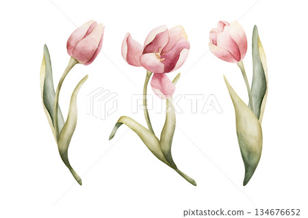 Pink Tulip Spring Bulb Flowers Set. Watercolor hand drawn floral illustration isolated on white background Easter Woman's day design textile fresh fabric print card cosmetic package porcelain crockery 134676652