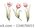 Pink Tulip Spring Bulb Flowers Set. Watercolor hand drawn floral illustration isolated on white background Easter Woman's day design textile fresh fabric print card cosmetic package porcelain crockery 134676653