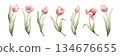 Pink Tulip Spring Bulb Flowers Set. Watercolor hand drawn floral illustration isolated on white background Easter Woman's day design textile fresh fabric print card cosmetic package porcelain crockery 134676655