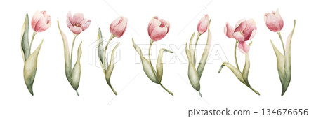 Pink Tulip Spring Bulb Flowers Set. Watercolor hand drawn floral illustration isolated on white background Easter Woman's day design textile fresh fabric print card cosmetic package porcelain crockery 134676656