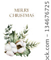 Cotton with Eucalyptus and Holly berry leaves greeting card. Winter arrangement. Watercolor hand drawn isolated illustration on white background for Christmas design holiday print cozy home textile 134676725