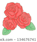 Three red roses illustration 134676741