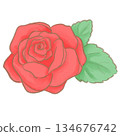 Illustration of a red rose 134676742