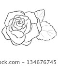 Line drawing illustration of a rose 134676745