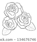 Simple line drawing of roses: three flowers 134676746