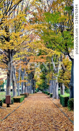 Autumn tree-lined road covered with golden leaves Autumn tree-lined road covered with golden leaves 134676844