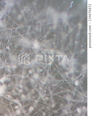 能吸收空氣中水分的黴菌 134676872