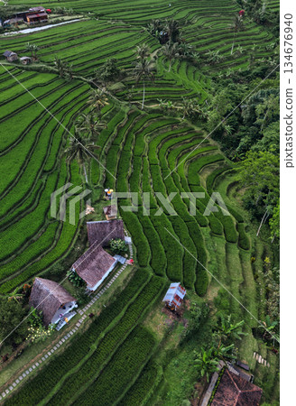 Magnificent Drone Shot Showcasing Verdant Rice Paddies 134676940
