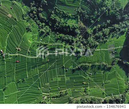 Elevated View Showing Winding Paths And Lush Layered Fields On Hillside Elevated View Showing Winding Paths And Lush Layered Fields On Hillside 134676941