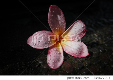 Plumeria tropical flowers with raindrops, frangipani blossom symbol of Bali, Thailand and Hawaii, fresh spa mood, exotic nature background for vacation, wellness and relaxation high quality photo Plumeria tropical flowers with raindrops, frangipani blossom symbol of Bali, Thailand and Hawaii, fresh spa mood, exotic nature background for vacation, wellness and relaxation high quality photo 134677004