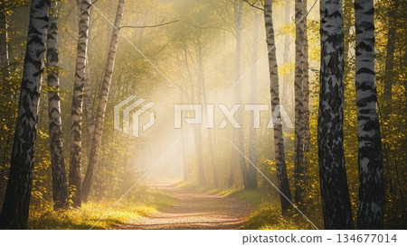 Birch Forest Path with Warm Sunlight 4K AI 134677014