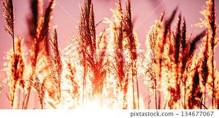 Dry Grass In Sunset Sunlight. Beautiful Plant On Sunrise Sky Background. Nature At Sunrise. Grass Illuminated By Sun. Dusk Time. Golden Summer Sunset Dry Grass In Sunset Sunlight. Beautiful Plant On Sunrise Sky Background. Nature At Sunrise. Grass Illuminated By Sun. Dusk Time. Golden Summer Sunset 134677067