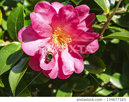 陽光下，鮮豔的山茶花閃閃發光，一位小訪客正在參觀。 134677165