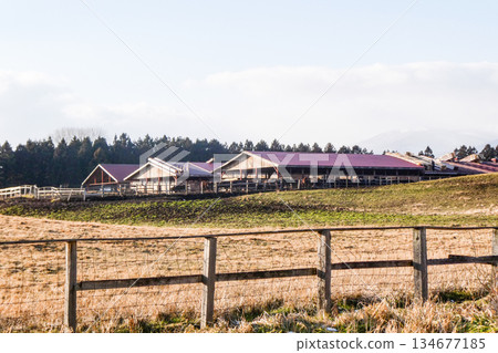小岩井農場的牛棚和牧場在冬季景色宜人，這裡飼養日本黑毛牛和岩手短角牛。 134677185