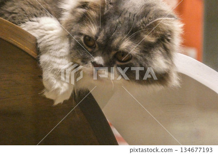 波斯貓、蘇格蘭折耳貓或福爾德克斯貓在寵物店裡放鬆休息 134677193