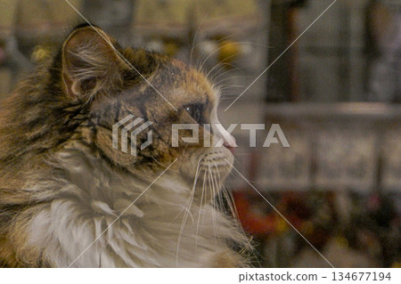 波斯貓、蘇格蘭折耳貓或福爾德克斯貓在寵物店裡放鬆休息 134677194